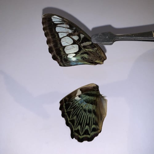 جناحين لنصف فراشة لأعمال فنية