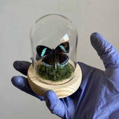 فراشة 88 ♥️