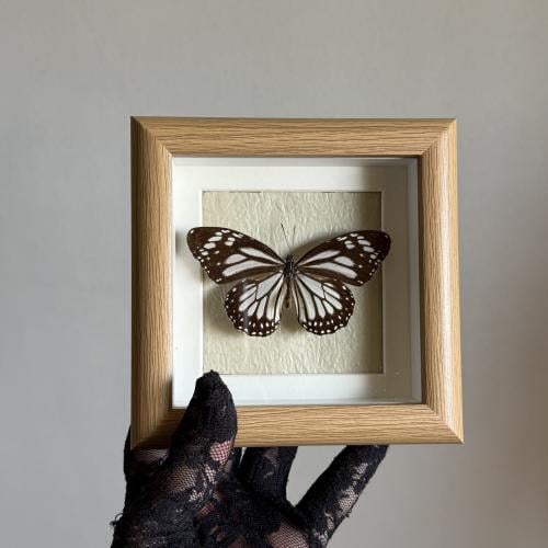 danaus melanippus edmondi