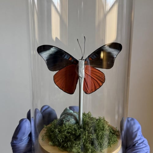 Panacea prola ♥️