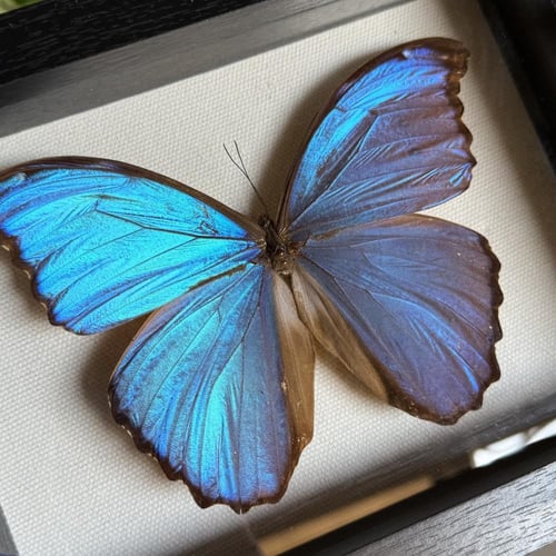 morpho لوحة فراشة
