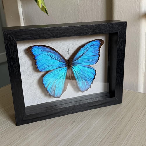 morpho لوحة فراشة