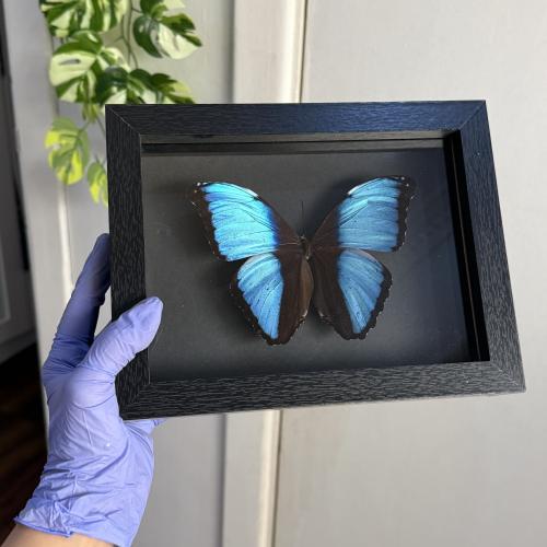 Morpho