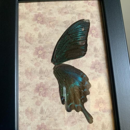 لوحة جناح بابليو