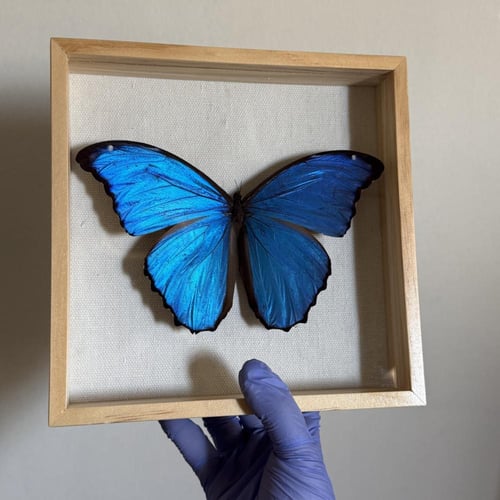 Morpho