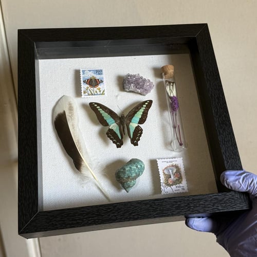 ‏Graphium milon لوحة فراشه و جناح و ريش و صدف حقيق...