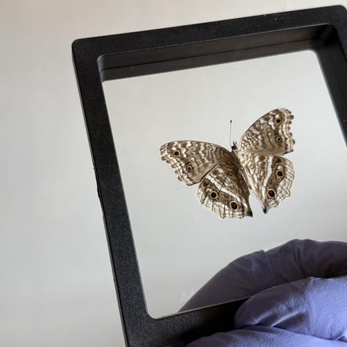Junonia rhadama