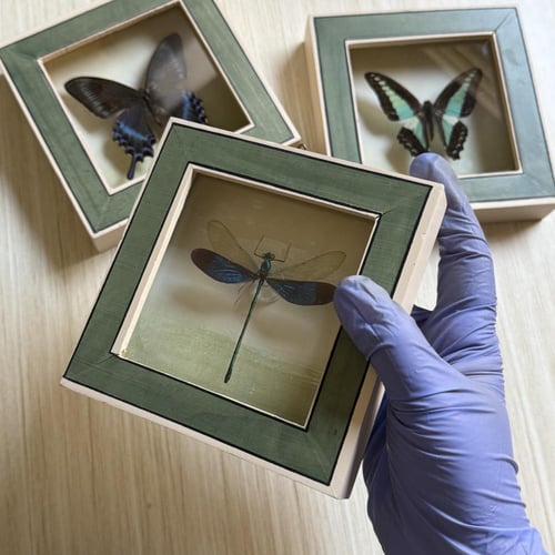 Dragonfly لوحة