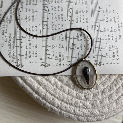 قلادة الصدفه Faunus ater