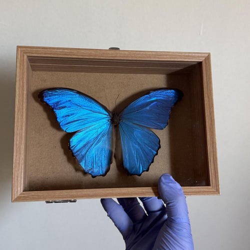 Morpho