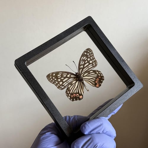 فراشة بدون اطار