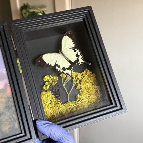 Papilio meriones