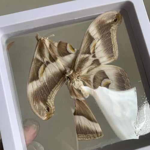 فراشة بدون اطار