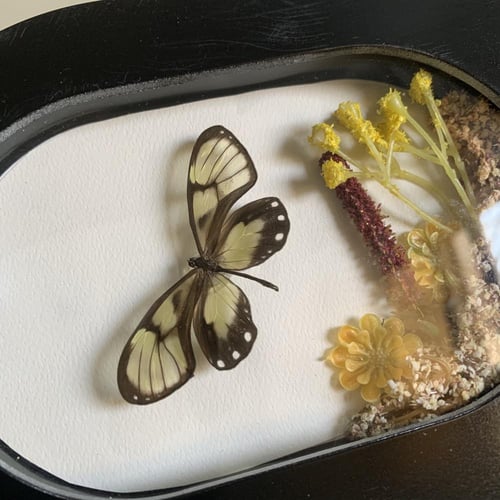 Dircenna adina papered