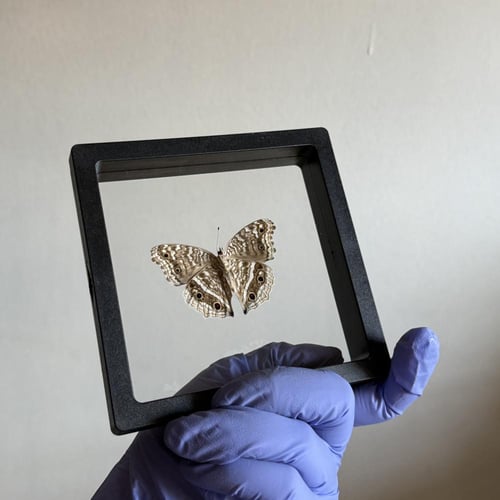 Junonia rhadama