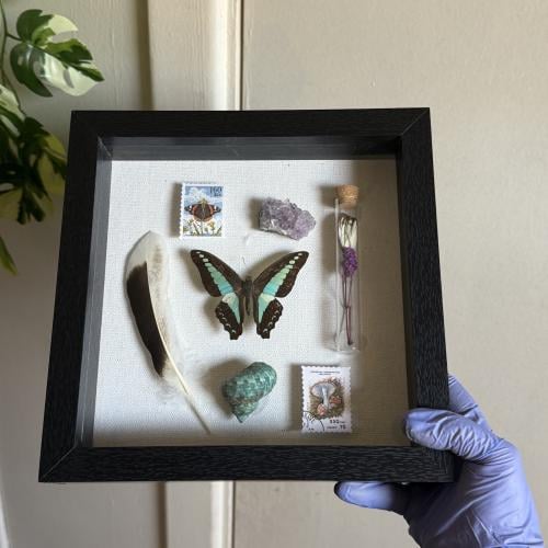 ‏Graphium milon لوحة فراشه و جناح و ريش و صدف حقيق...