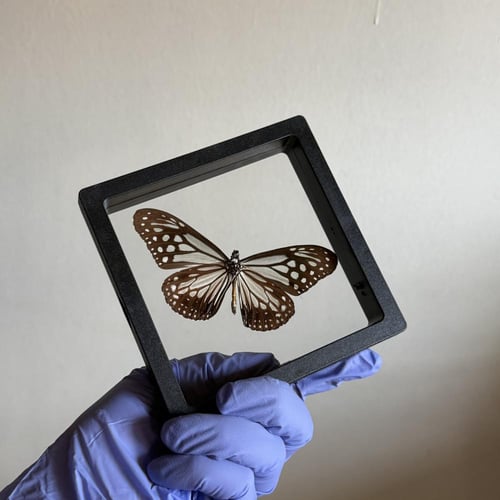 فراشة بدون اطار