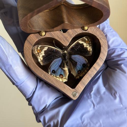 فراشة Junonia orithya داخل صندوق قلب صغير