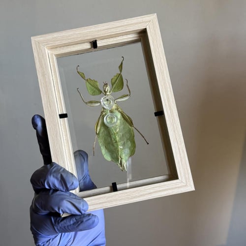 حشرة الورقة الماشية