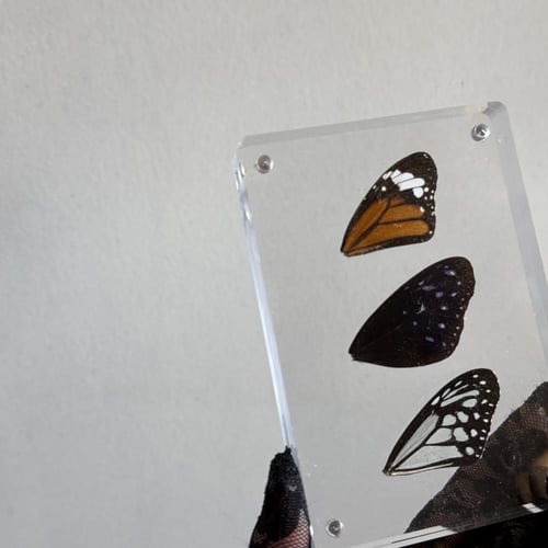 لوحة اجنحة فراشات جميلة