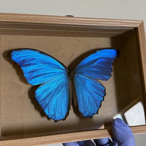 Morpho