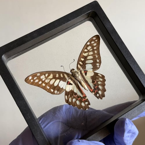 فراشة بدون اطار