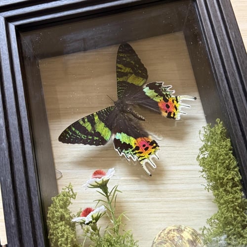 Sunset moth موث غروب الشمس