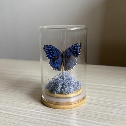 Junonia rhadama فراشة