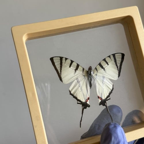 فراشة بدون اطار