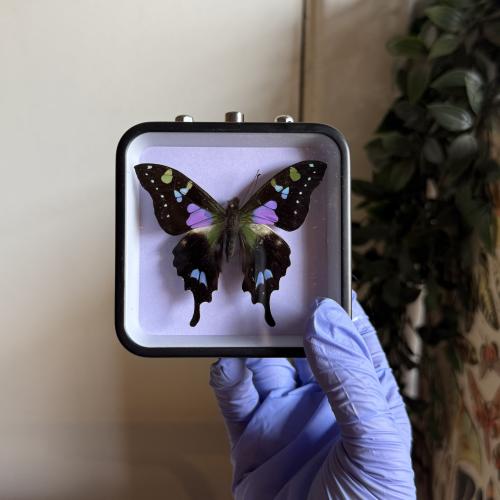 graphium weiskei