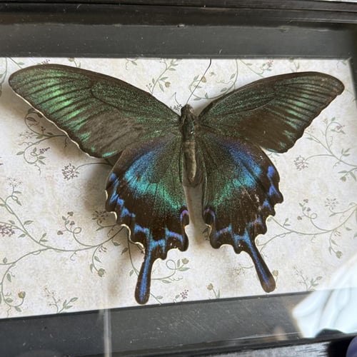 Papilio maccee