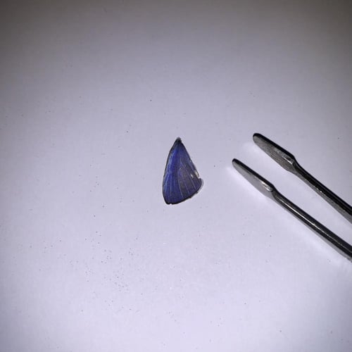 جناحين لنصف فراشة لأعمال فنية