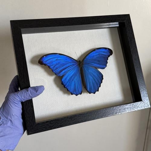 Morpho didius