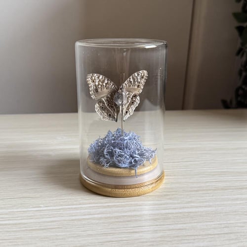 Junonia rhadama فراشة