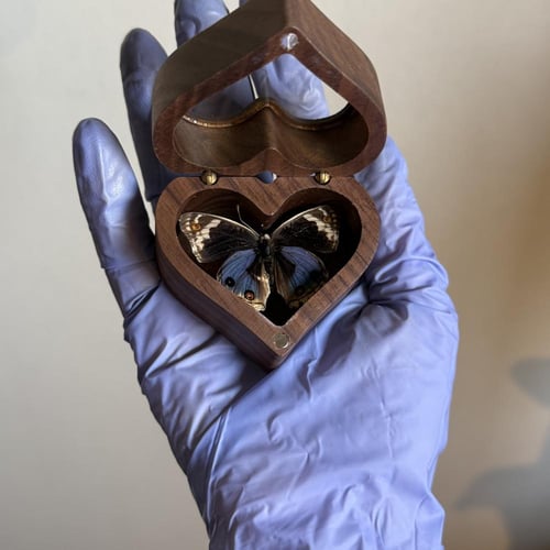 فراشة Junonia orithya داخل صندوق قلب صغير