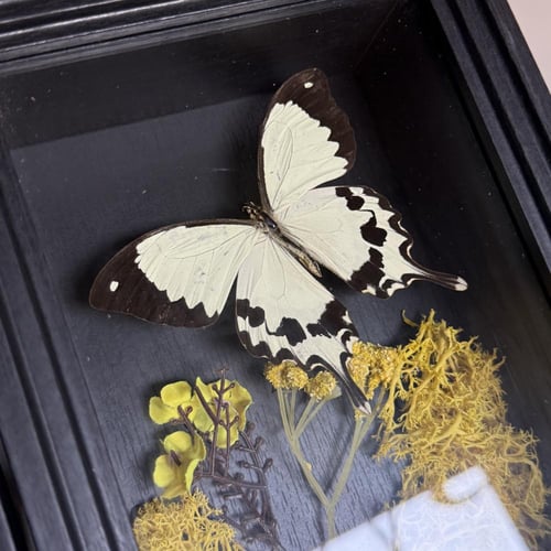 Papilio meriones
