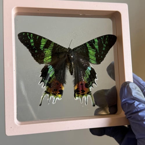Sunset moth بدون اطار