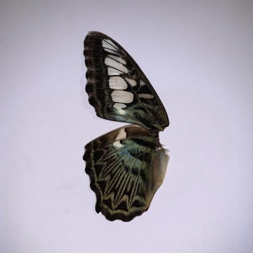 جناحين لنصف فراشة لأعمال فنية