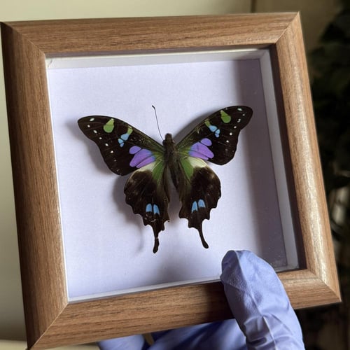 graphium weiskei