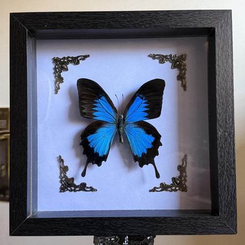 Papilio Ulysses