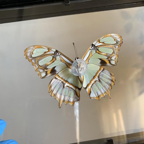 malachite butterfly