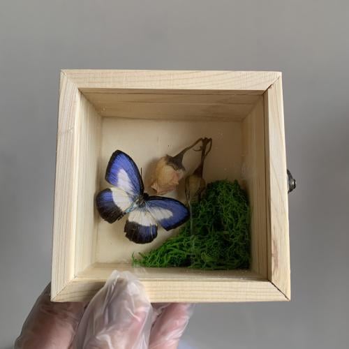 butterflies Danis danis philostratus