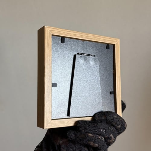 danaus melanippus edmondi