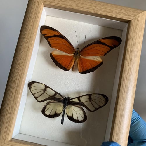 Dryas iulia