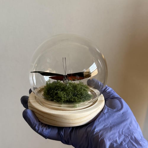 Panacea prola ♥️