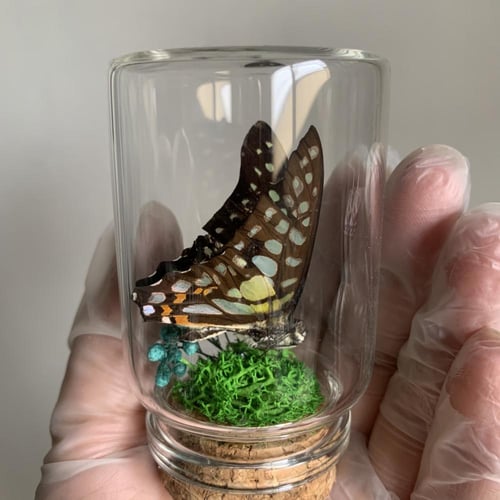 فراشة لطيفة في زجاجة