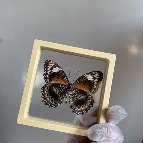 فراشة بدون اطار