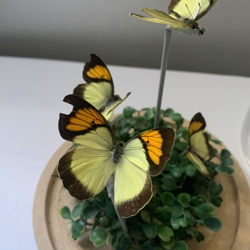 Small butterflies عمل مميز و كبير