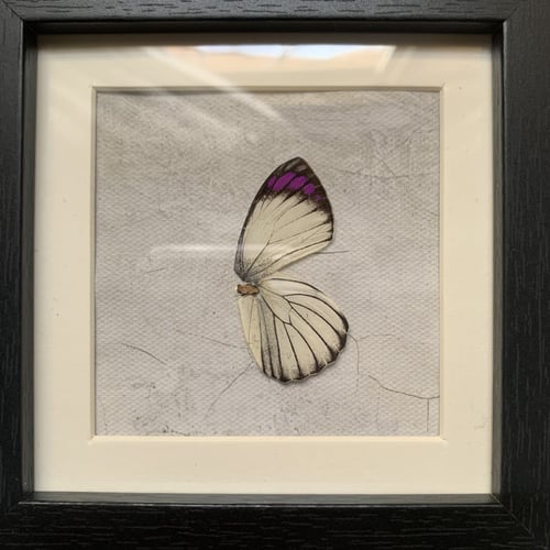 جناح فراشة موف اطار صغير