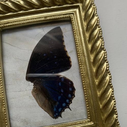 لوحة صغيرة جناح فراشة 3